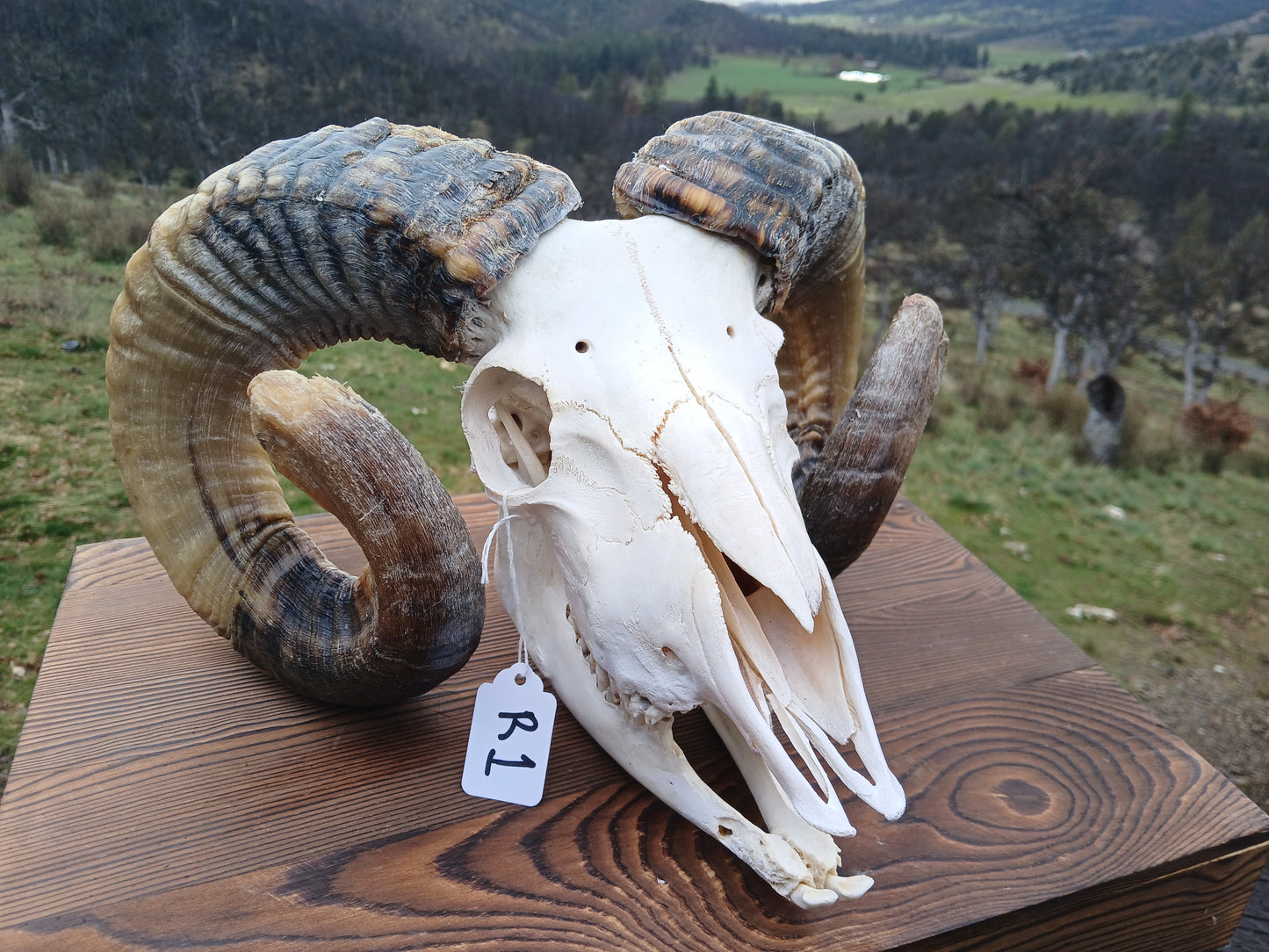 Icelandic Ram Skull - DAGUR