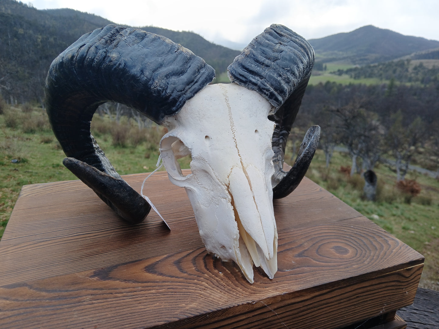Icelandic Ram Skull - GUNNAR