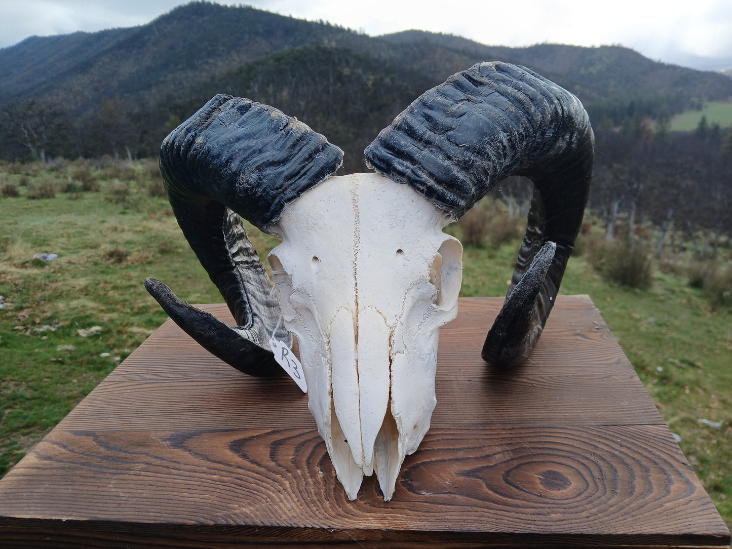 Icelandic Ram Skull - GUNNAR