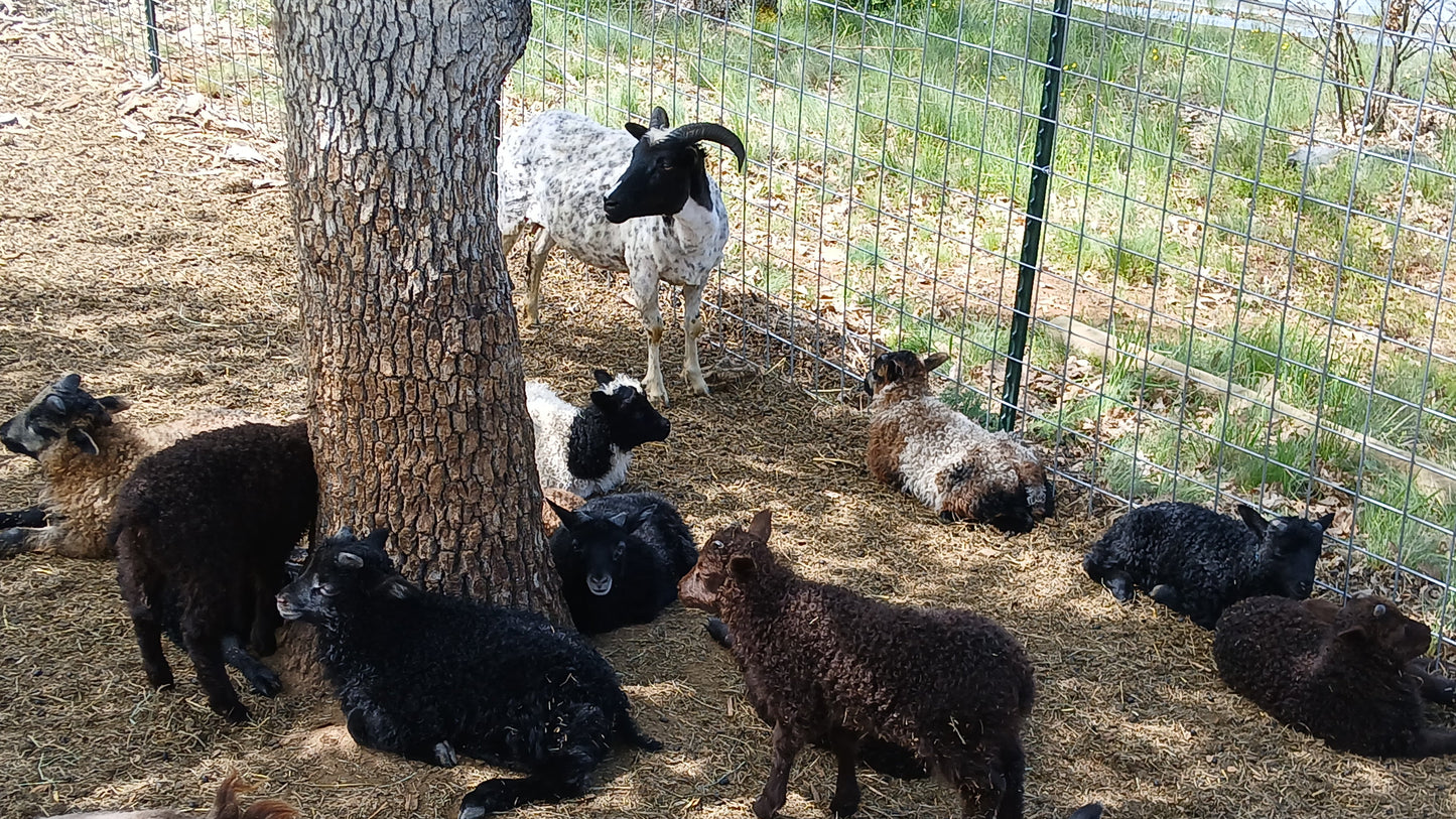 2025 Breeding Ewe Lamb