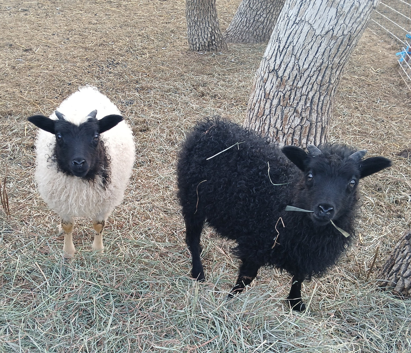 Fiber Pets: Ewe Lambs