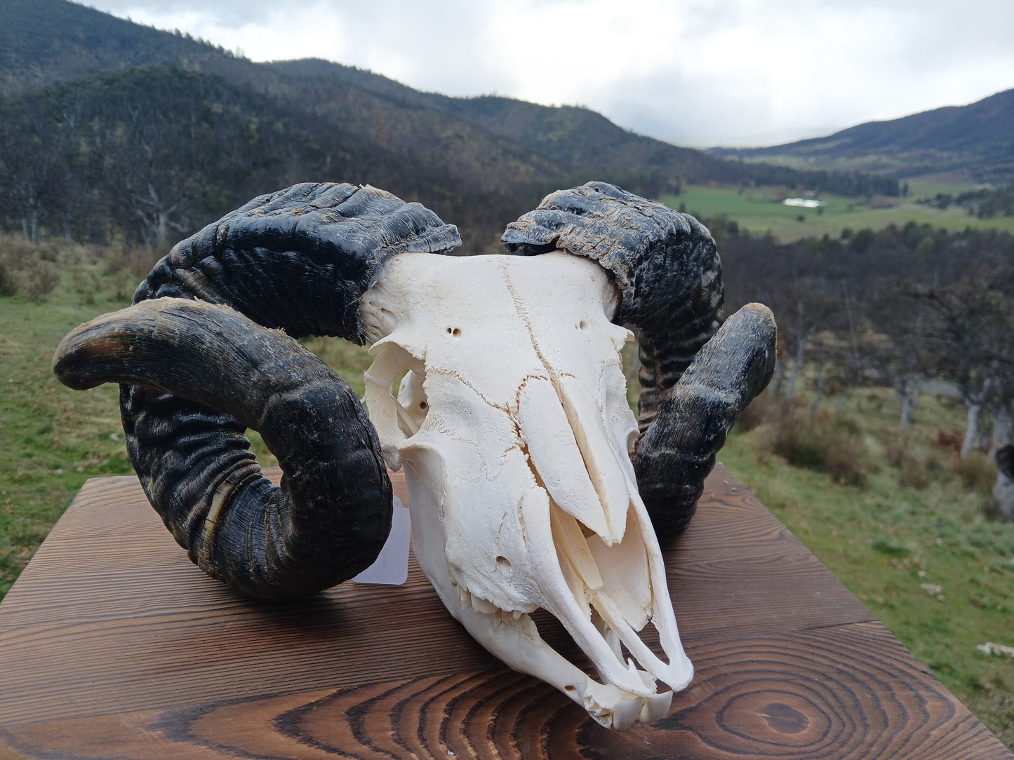 Icelandic Ram Skull - KNUT