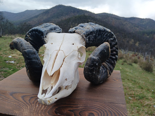 Icelandic Ram Skull - KNUT