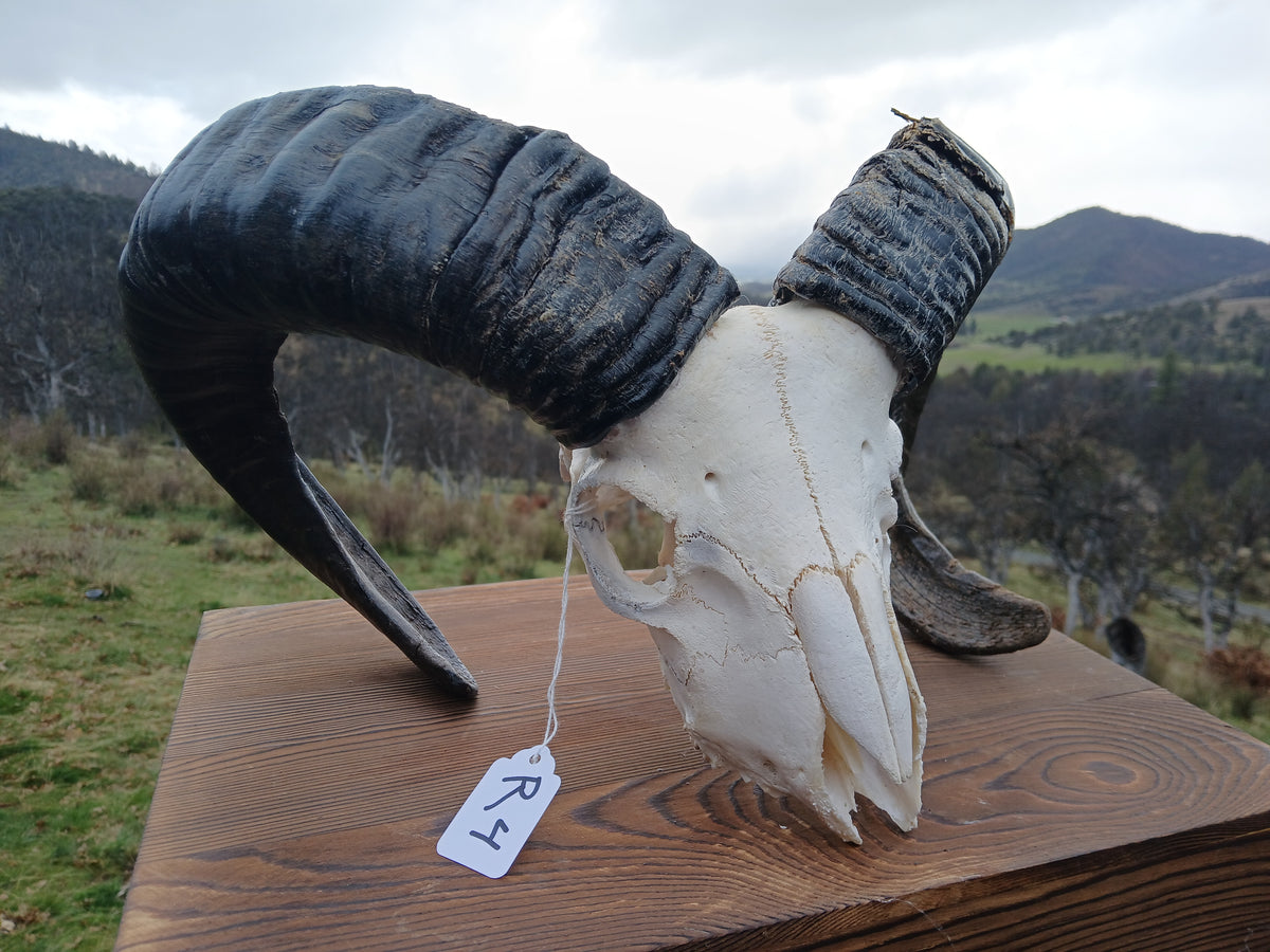Iceland Handmade Rams Icelandic Ram Skull - BALDUR – Forty Anchors Icelandic Sheep
