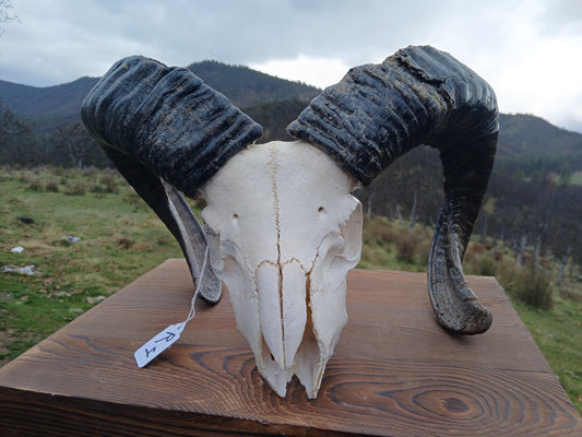 Icelandic Ram Skull - BALDUR