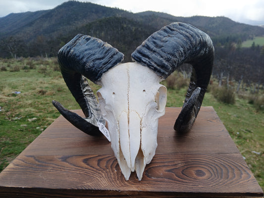 Icelandic Ram Skull - GUNNAR