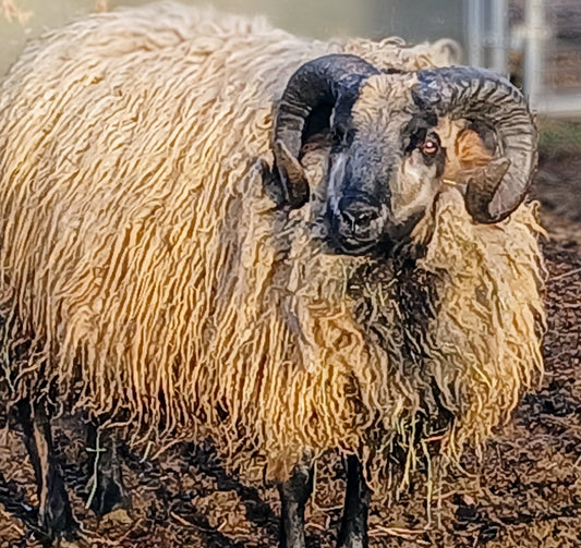 2024 Breeding Ram