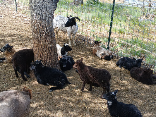 2025 Breeding Ewe Lamb