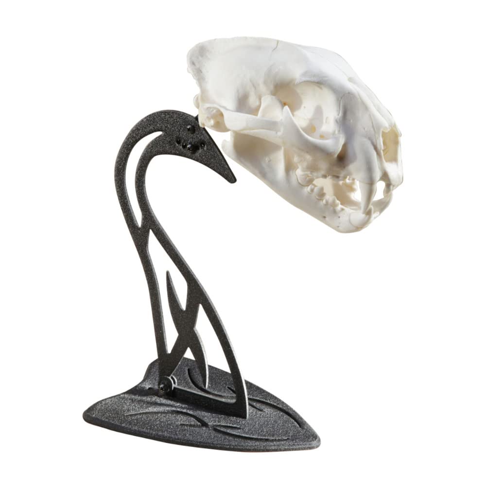 Skull Hooker Table Hooker Powder Coated Steel Trophy Mount - Perfect Kit for Table Display of Taxidermy Deer Antlers and Other Skulls - Available in Graphite Black and Robust Brown