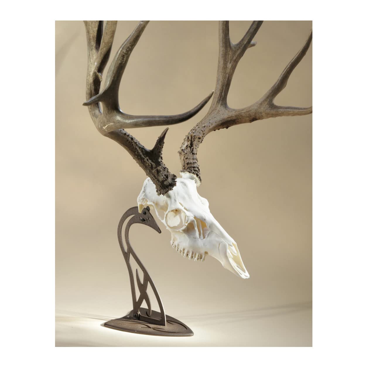 Skull Hooker Table Hooker Powder Coated Steel Trophy Mount - Perfect Kit for Table Display of Taxidermy Deer Antlers and Other Skulls - Available in Graphite Black and Robust Brown