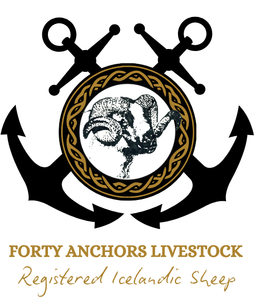 Forty Anchors Icelandic Sheep
