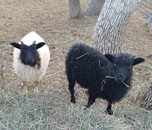 Fiber Pets: Ewe Lambs